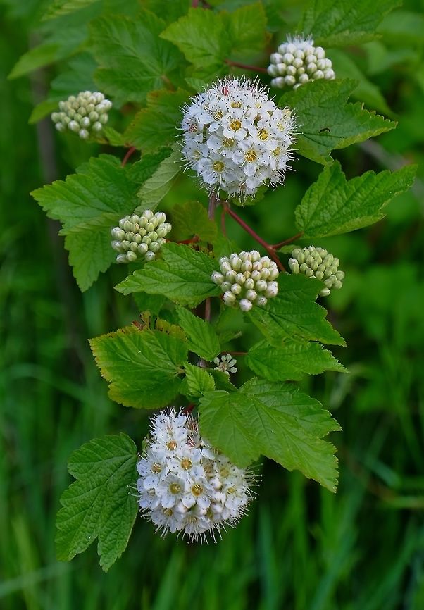 PHYSOCARPUS CAPITATUS. Pacific Ninebark. Geotagged,Physocarpus capitatus,Shrub,Spring,United States