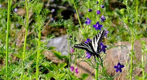 PAPILIO EURYMEDON. The Pale Swallowtail. Butterfly of Oregon,Geotagged,Pale Swallowtail,Papilio eurymedon,Spring,United States
