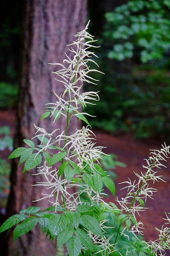 ARUNCUS DIOICUS. Goat's Beard. Aruncus dioicus,Geotagged,Plant,Spring,United States