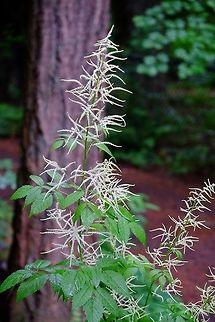ARUNCUS DIOICUS. Goat's Beard. Aruncus dioicus,Geotagged,Plant,Spring,United States