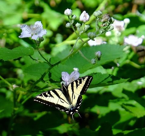 PAPILIO RUTULUS. Western Tiger Swallowtail. Butterfly,Geotagged,Papilio rutulus,Spring,United States,Western Tiger Swallowtail