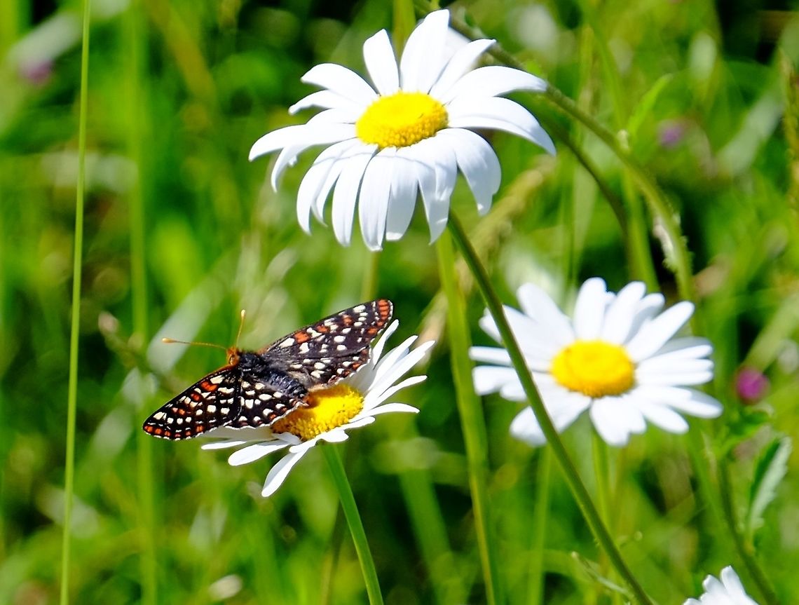 Euphydryas chalcedona Variable checkerspot Butterfly,Euphydryas chalcedona,Geotagged,Spring,United States,Variable checkerspot