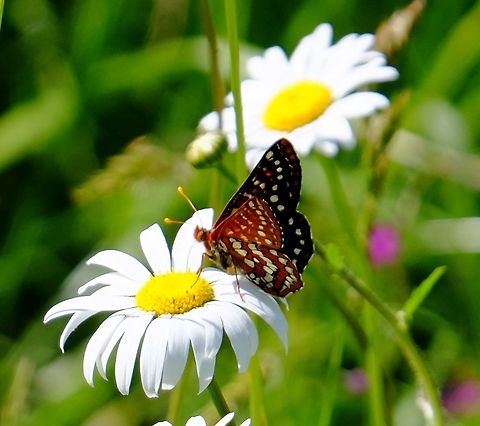 Euphydryas chalcedona  Euphydryas chalcedona,Variable checkerspot