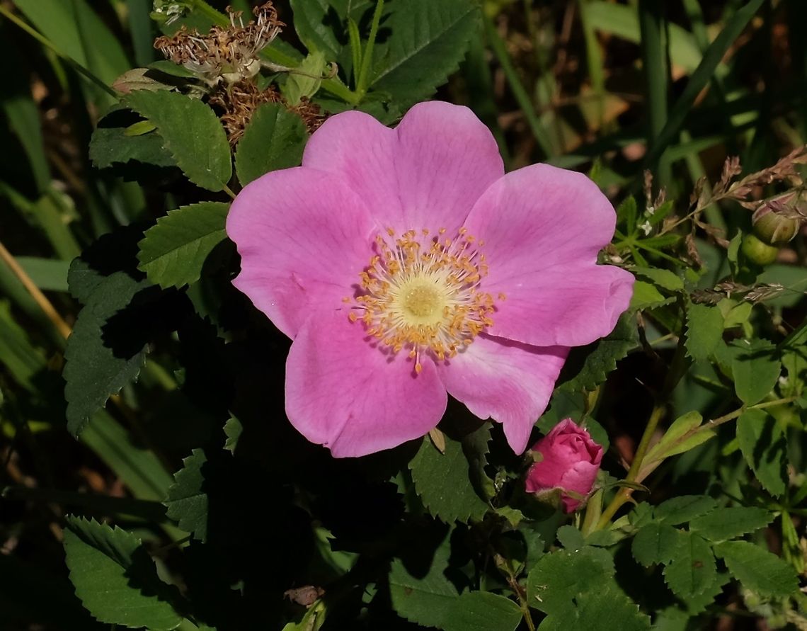 ROSA NUTKANA Nootka Rose. Geotagged,Rosa nutkana,Spring,United States,Wildflowers of Oregon.