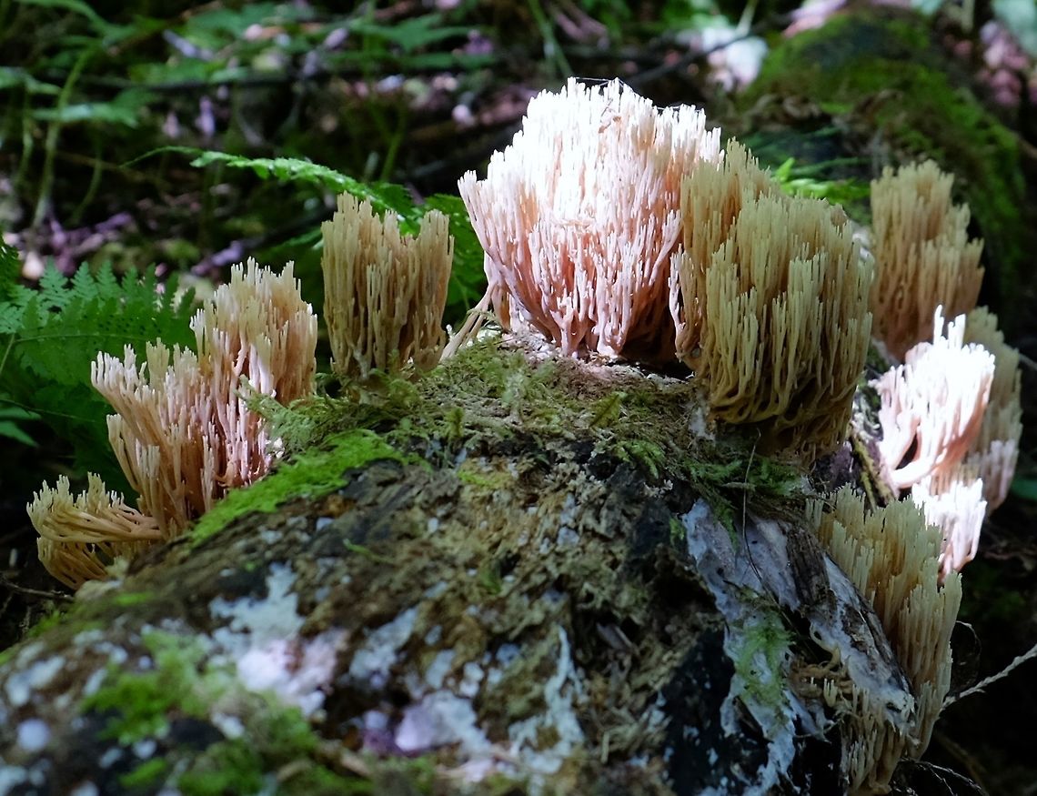 ARTOMYCES PYXIDATUS. Better known as &quot;Clavicorona Pyxidata&quot; this gorges coral mushroom appears across North America, but is very<br />
 rare on the West Coast. Artomyces pyxidatus,Geotagged,Mushrooms of Oregon.,Spring,United States,artomyces pyxidatus