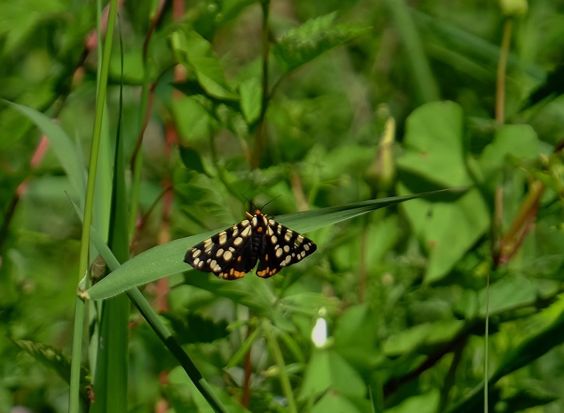 Ranchman's Tiger Moth  Butterfly,Geotagged,Platyprepia,Platyprepia virginalis,Spring,United States
