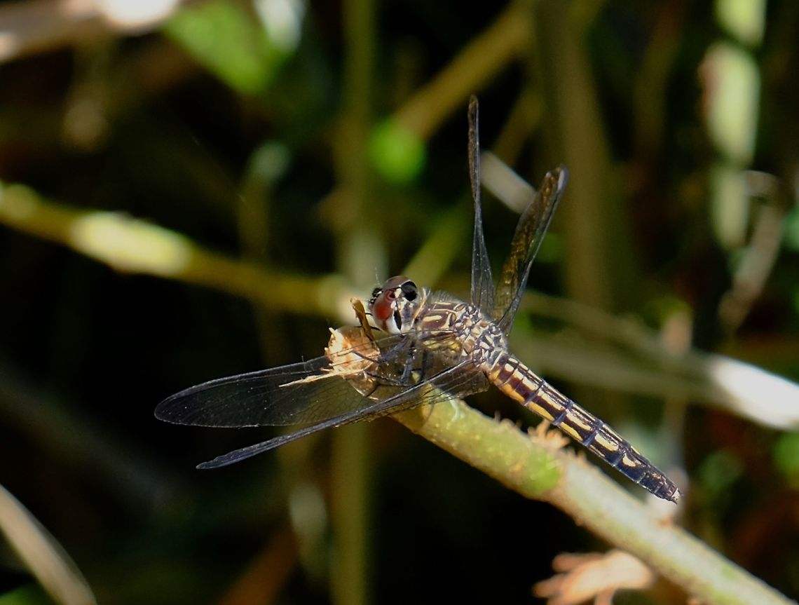 PACHYDIPLAX LONGIPENNIS. Blue Dasher Female. Blue Dasher,Dragonfly of Oregon,Geotagged,Pachydiplax longipennis,Spring,United States