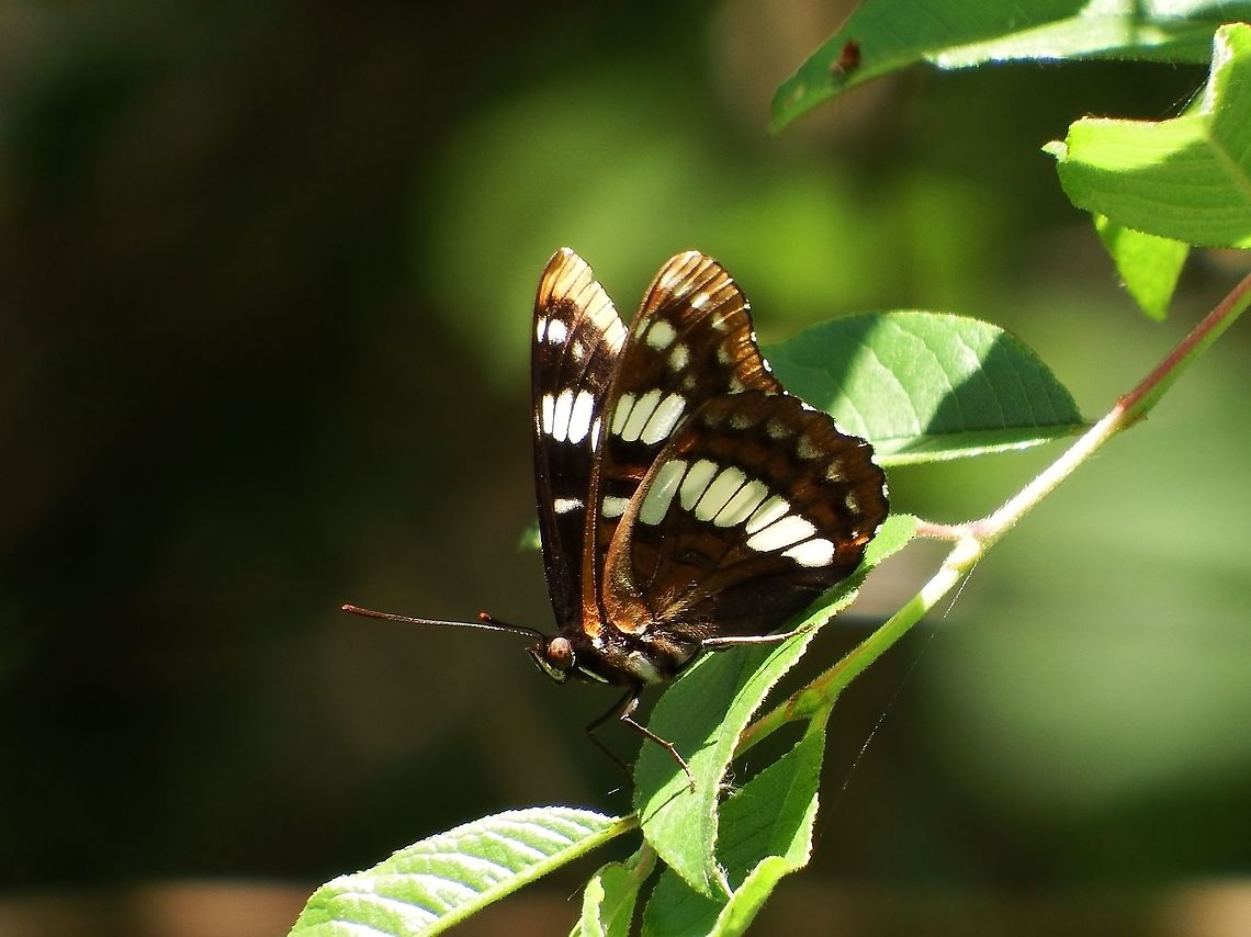 BASILARCHIA LORQUINI. Lorquin&#039;s Admiral Butterfly. Butterflies of Oregon.,Geotagged,Limenitis lorquini,Lorquins admiral,Spring,United States