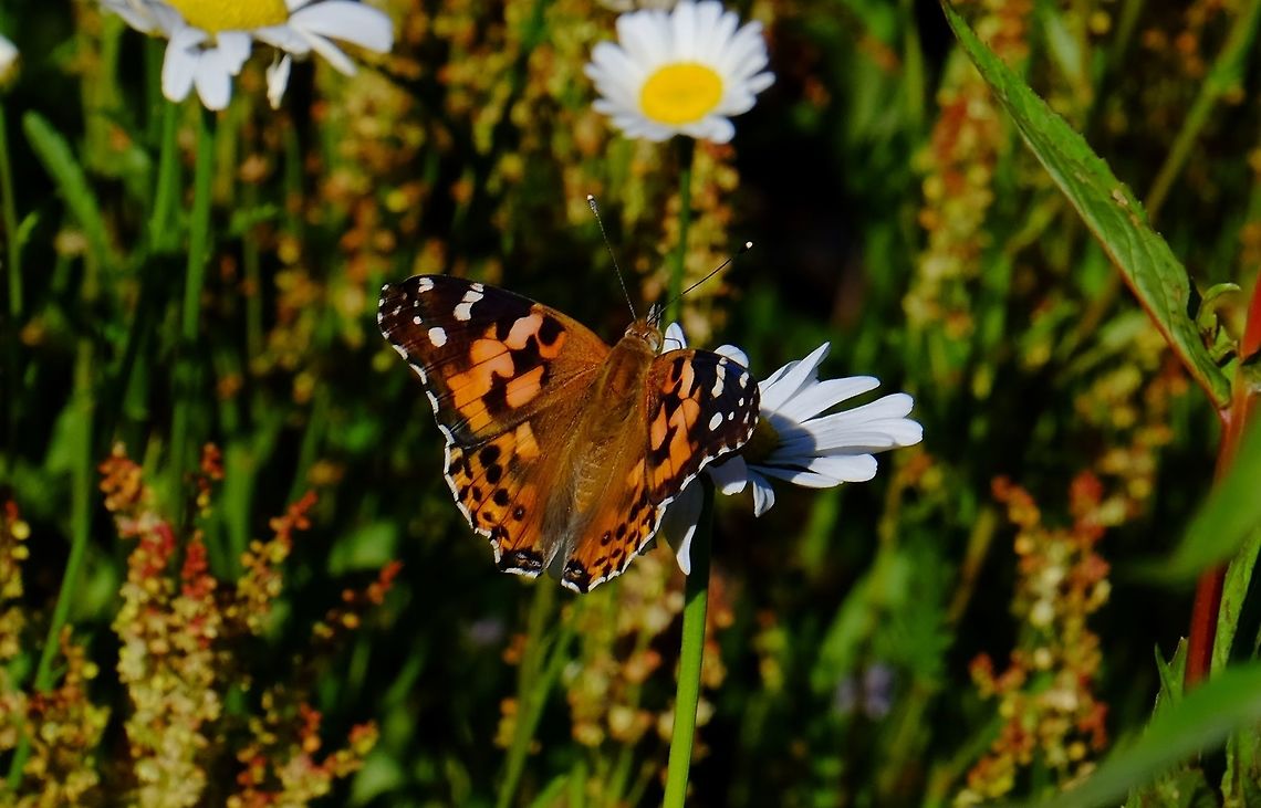 VANESSA CARDUI. Painted Lady. Butterflies of Oregon.,Geotagged,Painted Lady,Spring,United States,Vanessa cardui