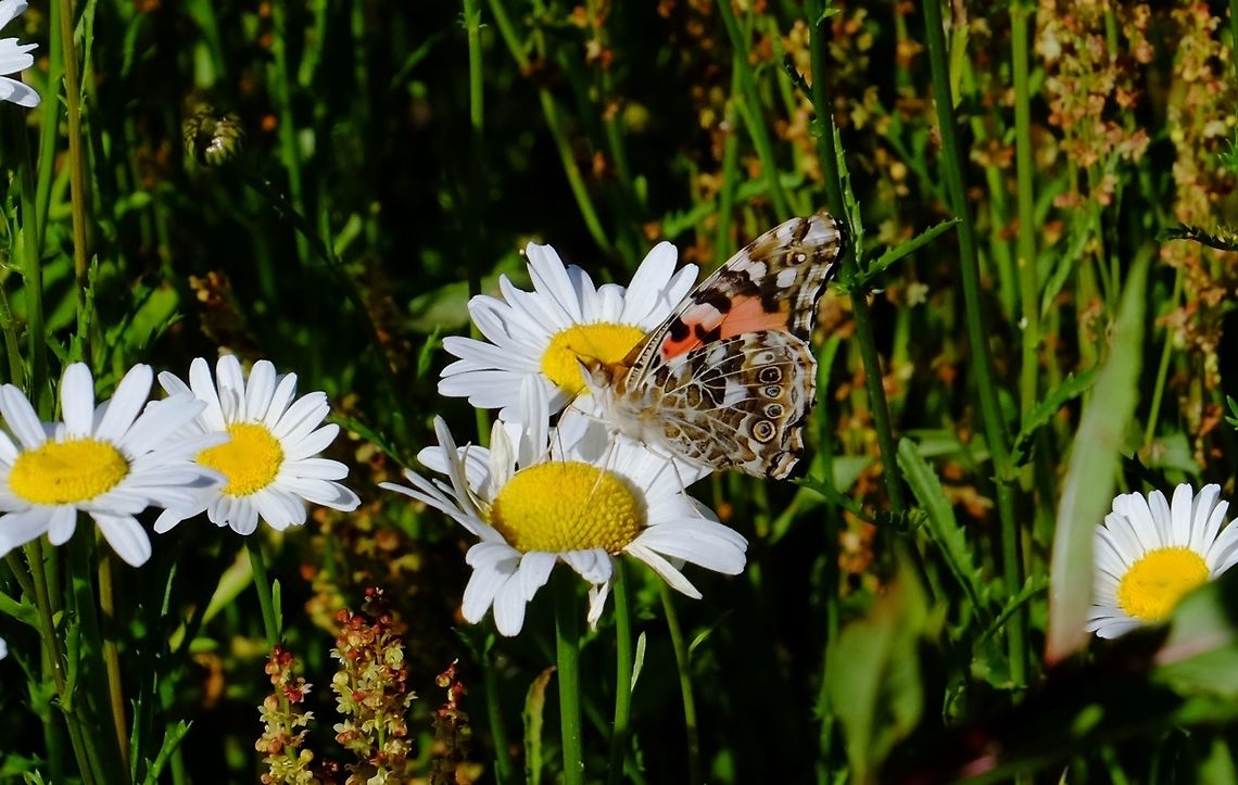 VANESSA CARDUI. Painted Lady. Painted Lady,Vanessa cardui