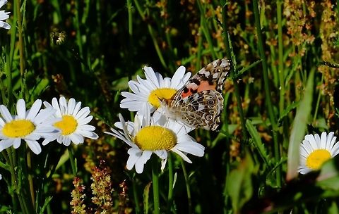 VANESSA CARDUI. Painted Lady. Painted Lady,Vanessa cardui