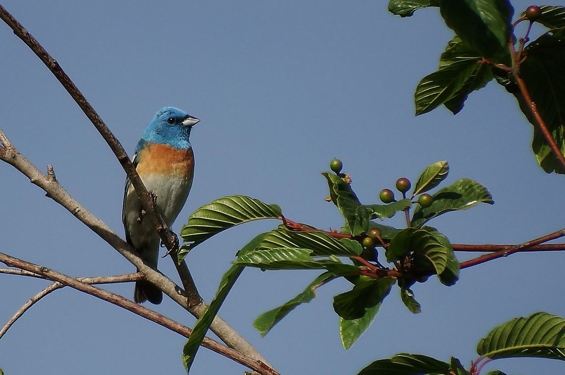 PASSERINA AMOENA. Lazuli Bunting named for the gemstone lapis lazuli. Birds of Oregon.,Geotagged,Passerina amoena,Spring,United States,lazuli bunting
