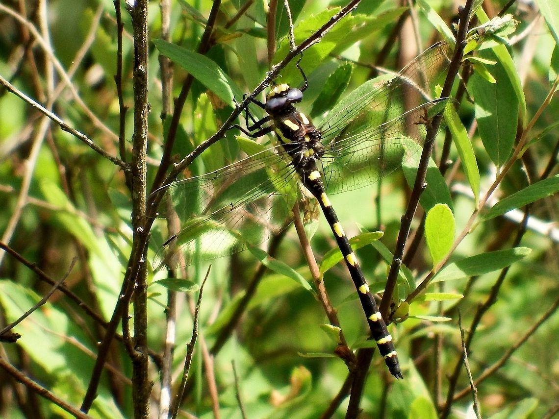 CORDULEGASTER DORSALIS. Pacific  Spiketail. Cordulegaster dorsalis,Dragonfly,Geotagged,Pacific Spiketail,Spring,United States