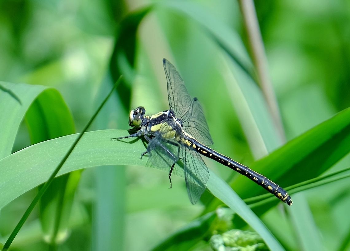 OCTOGOMPHUS SPECULARIS. Grappletail  Female Dragonfly. Dragonfly,Geotagged,Grappletail,Octogomphus specularis,Spring,United States