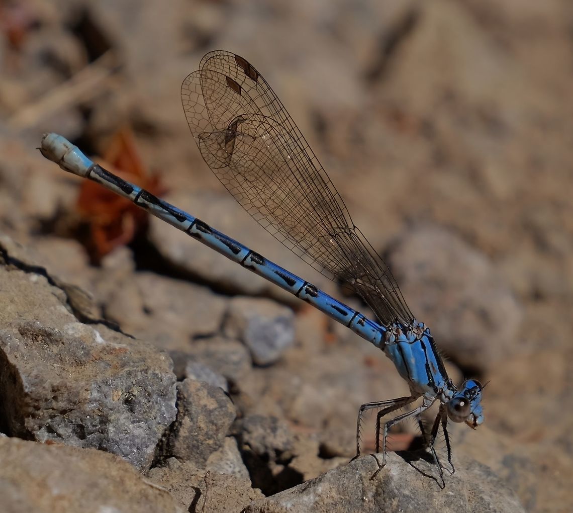 ARGIA VIVIDA. Vivid Dancer. Argia vivida,Dragonfly,Geotagged,Spring,United States,Vivid dancer