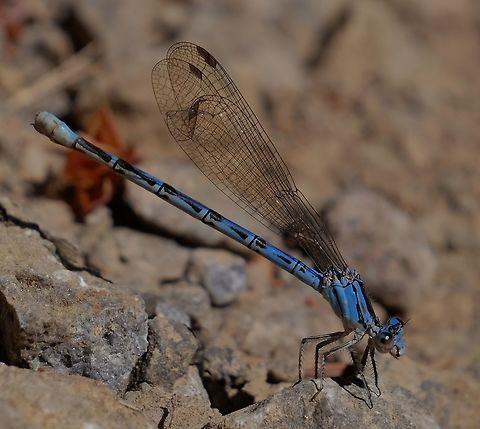 ARGIA VIVIDA. Vivid Dancer. Argia vivida,Dragonfly,Geotagged,Spring,United States,Vivid dancer
