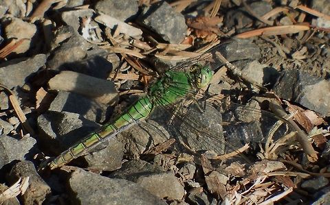 Female western pondhawk  Erythemis collocata,Geotagged,Spring,United States,Western pondhawk
