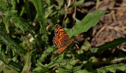 PHYCIODES MYLITTA. Mylitta Crescent. Butterfly,Geotagged,Mylitta Crescent,Phyciodes mylitta,Summer,United States