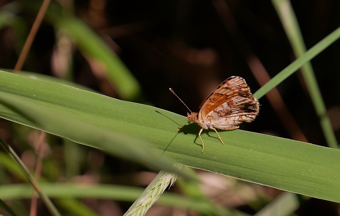 PHYCIODES MYLITTA.  Mylitta Crescent,Phyciodes mylitta