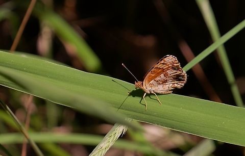 PHYCIODES MYLITTA.  Mylitta Crescent,Phyciodes mylitta