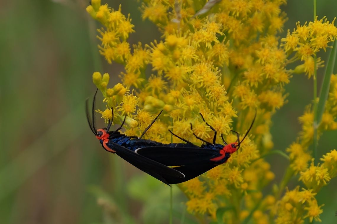 CTENUCHA RUBROSCAPUS. Red-shouldered Ctenucha Moth. Ctenucha rubroscapus,Geotagged,Moths of Oregon,Summer,United States