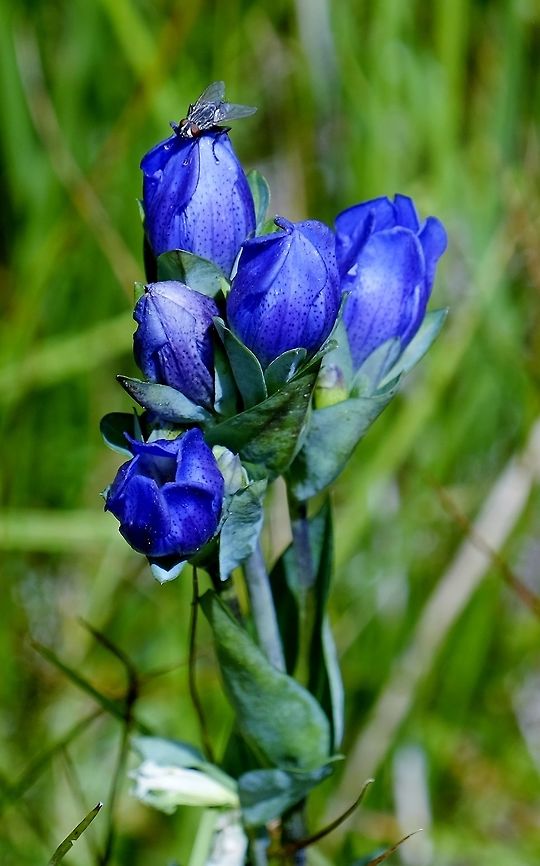 GENTIANA SCEPTRUM. King&#039;s Scepter Gentian. Gentiana sceptrum,Geotagged,Summer,United States,Wildflowers of Oregon.,gentiana sceptrum