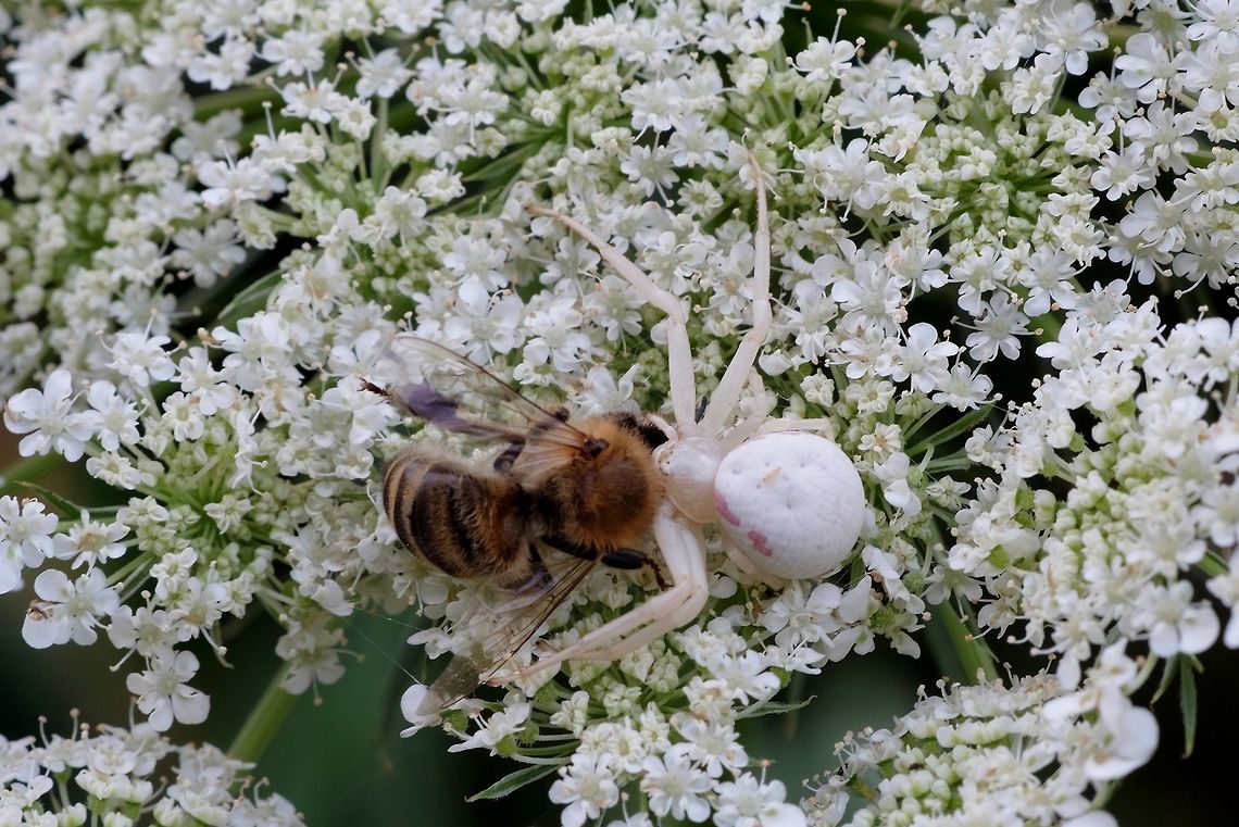MISUMENA VATIA. Crab Spider holding a bee in its grasp. Geotagged,Goldenrod crab spider,Misumena vatia,Spiders of Oregon.,Summer,United States