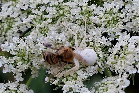 MISUMENA VATIA. Crab Spider holding a bee in its grasp. Geotagged,Goldenrod crab spider,Misumena vatia,Spiders of Oregon.,Summer,United States