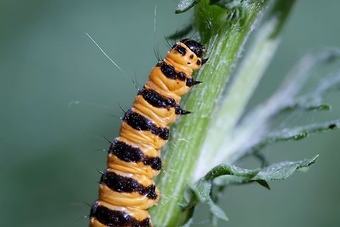 TYRIA JAKOBAEAE. Cinnabar Moth Caterpillar. Cinnabar moth,Cinnabar moth.,Geotagged,Summer,Tyria jacobaeae,United States