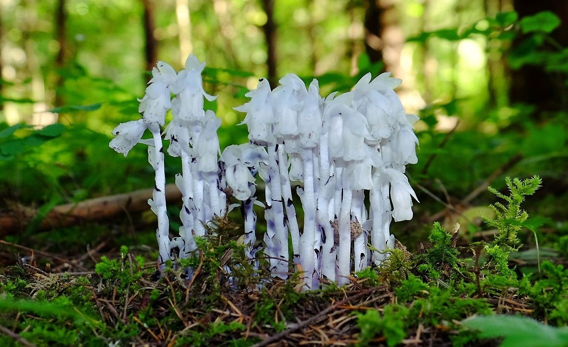 MONOTROPA UNIFLORA. Indian Pipe Geotagged,Ghost Plant,Monotropa uniflora,Plant,Spring,United States