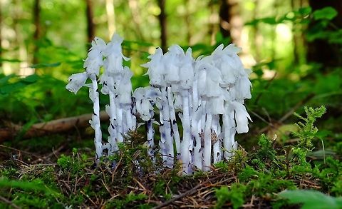 MONOTROPA UNIFLORA. Indian Pipe Geotagged,Ghost Plant,Monotropa uniflora,Plant,Spring,United States