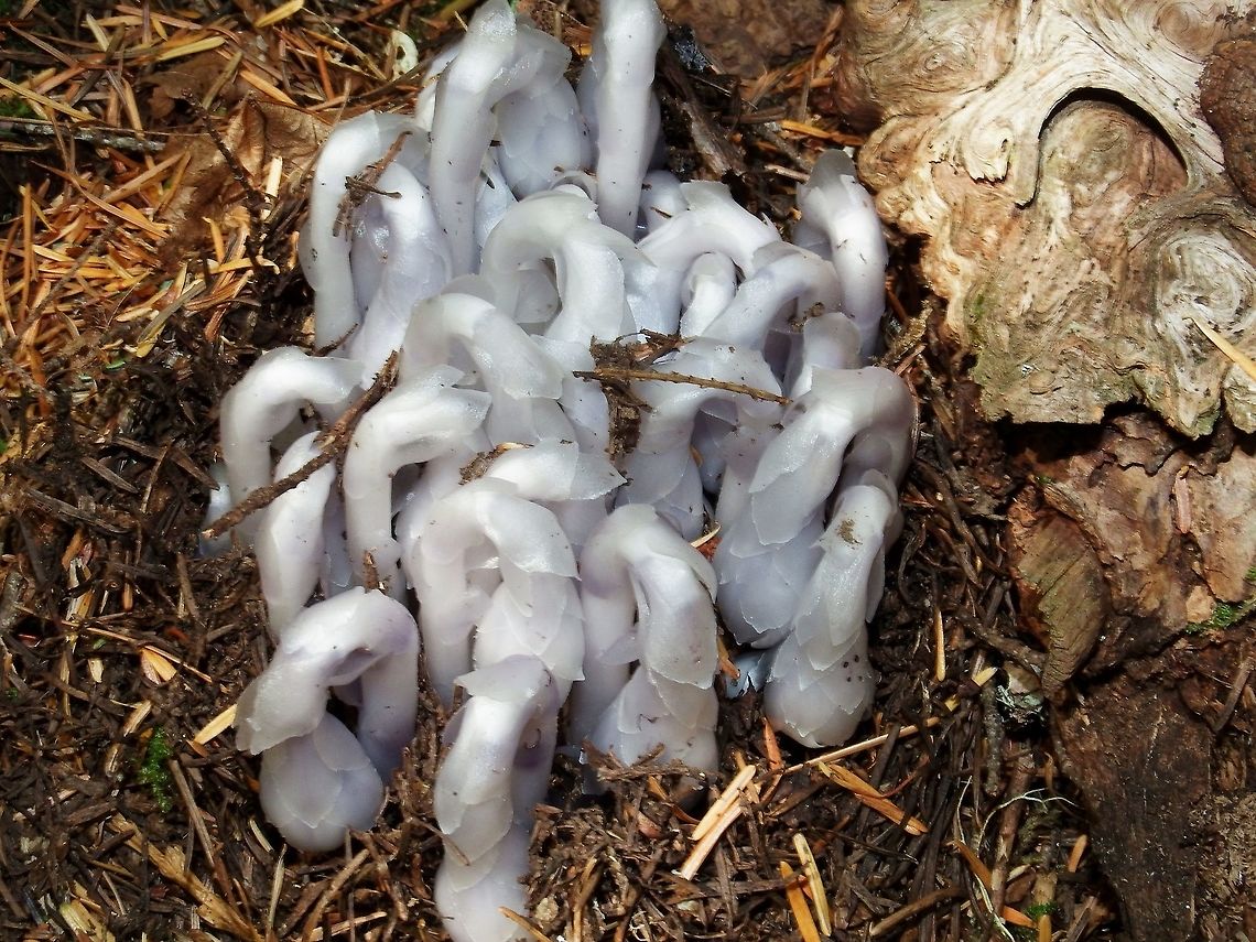 The Ghost Plant. Monotropa Uniflora. Geotagged,Ghost Plant,Monotropa uniflora,Plant,Summer,United States