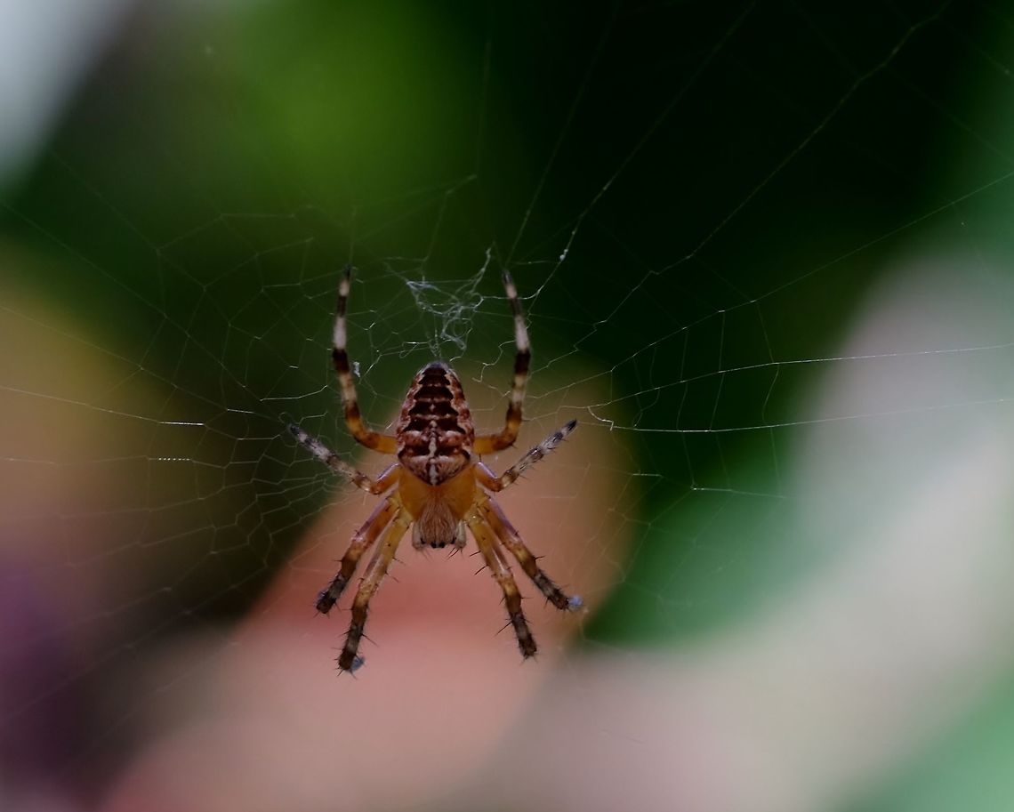 ARANEUS DIADEMATUS. Garden Spider. Araneus diadematus,European garden spider,Geotagged,Oregon Spiders.,Summer,United States