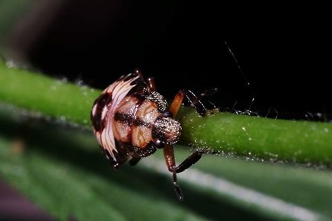 PODISUS MACULIVENTRIS. Spined Soldier Bug Nymph. Bugs,Geotagged,Podisus maculiventris,Spined soldier bug,Summer,United States