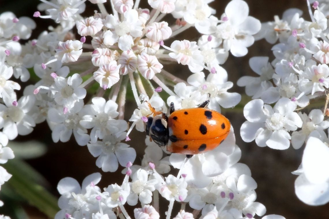 HIPPODAMIA CONVERGENS. Convergent Lady Beetle- 13 Spots Ladybug. Beetle,Convergent lady beetle,Geotagged,Hippodamia convergens,Summer,United States