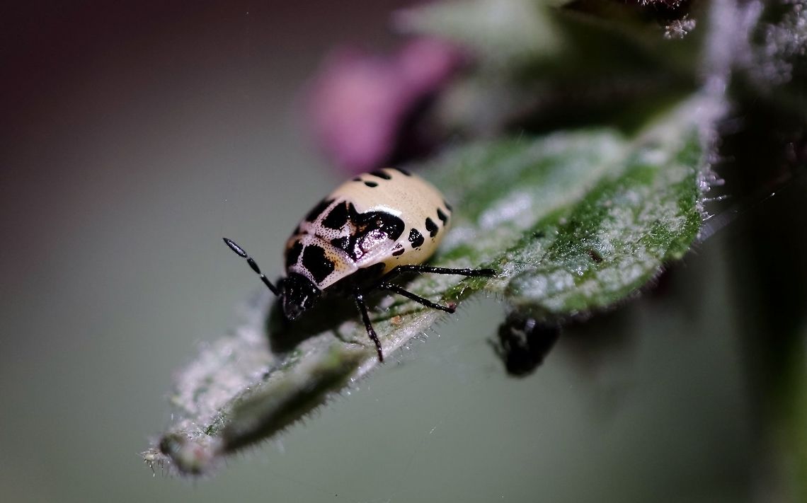 COSMOPEPLA CONSPICILLARIS. Two Spotted Sting Bug Nymph. Cosmopepla conspicillaris,Geotagged,Oregon Bugs.,Summer,United States,cosmopepla conspicillaris