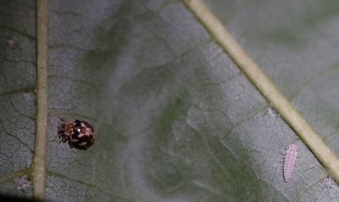 PSYLLOBORA VIGINTIMACULATA Twenty Spotted Ladybug and Larva under a Big Leaf Maple Leaf. Geotagged,Oregon Ladybug.,Psyllobora vigintimaculata,Summer,Twenty-spotted lady beetle,United States