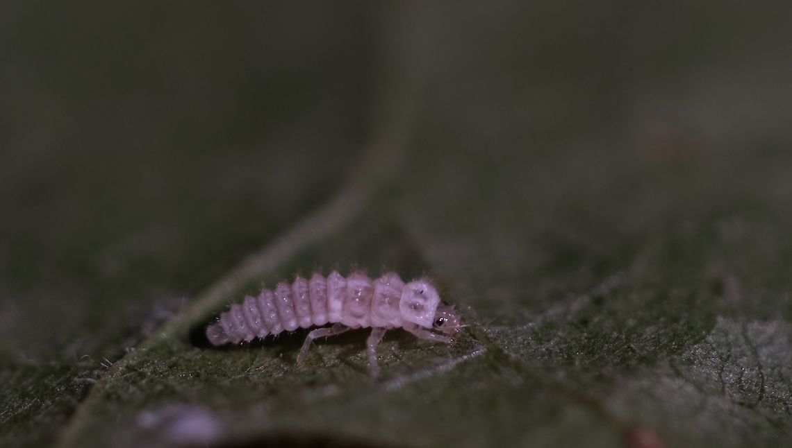 Twenty Spotted Ladybug Larva.  3mm Larva Under Maple Leaf. Geotagged,Oregon Ladybug.,Psyllobora vigintimaculata,Summer,Twenty-spotted lady beetle,United States