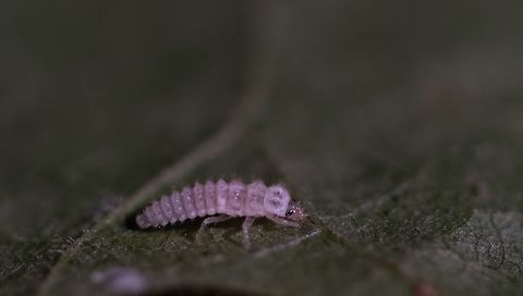 Twenty Spotted Ladybug Larva.  3mm Larva Under Maple Leaf. Geotagged,Oregon Ladybug.,Psyllobora vigintimaculata,Summer,Twenty-spotted lady beetle,United States