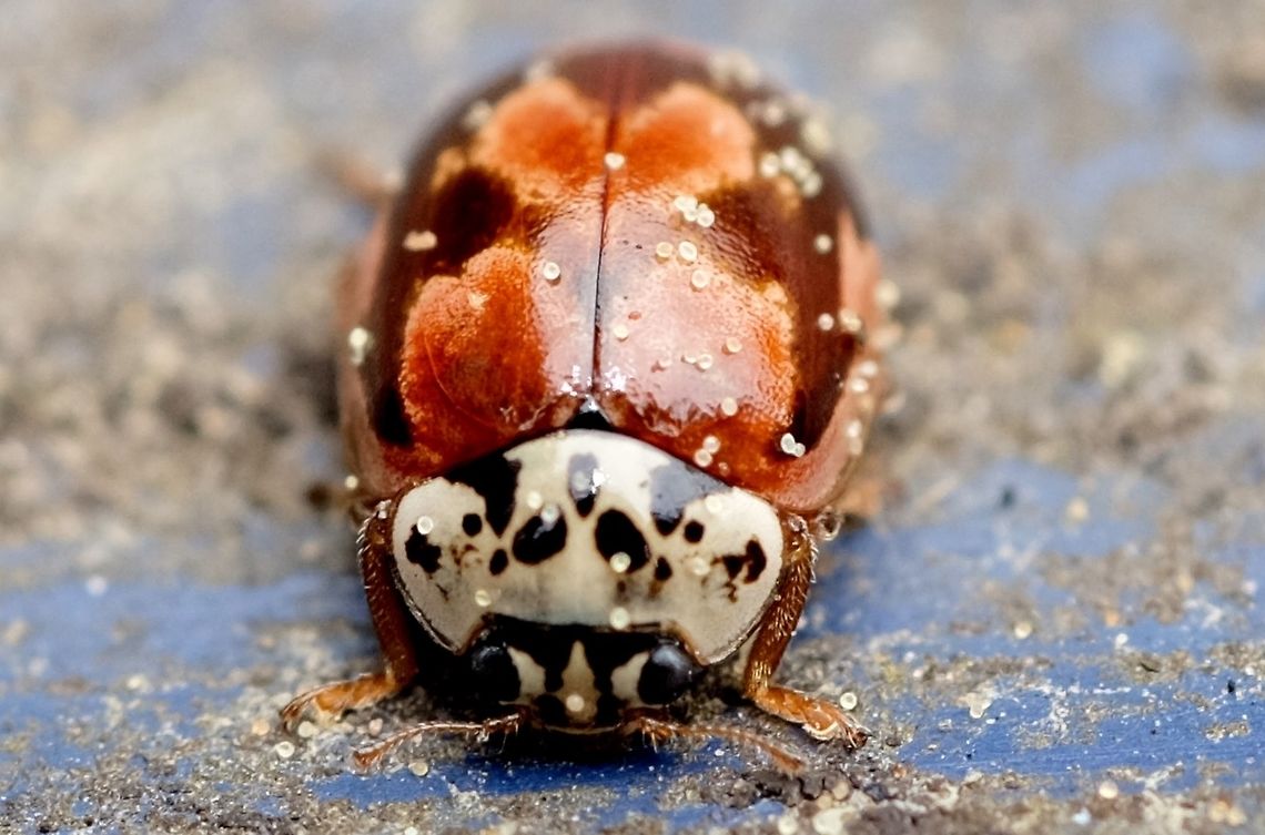 Painted Lady Beetle. Mulsantina Picta. Beetle,Geotagged,Mulsantina picta,Spring,United States