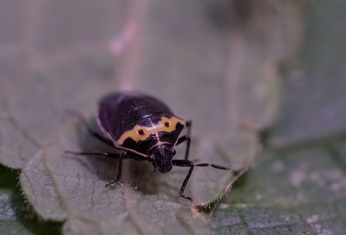 Two Spotted Sting Bug. Cosmopepla Conspicillaris. Cosmopepla conspicillaris,Geotagged,Sting Bug.,Summer,United States,cosmopepla conspicillaris