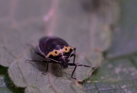 Two Spotted Sting Bug. Cosmopepla Conspicillaris. Cosmopepla conspicillaris,Geotagged,Sting Bug.,Summer,United States,cosmopepla conspicillaris