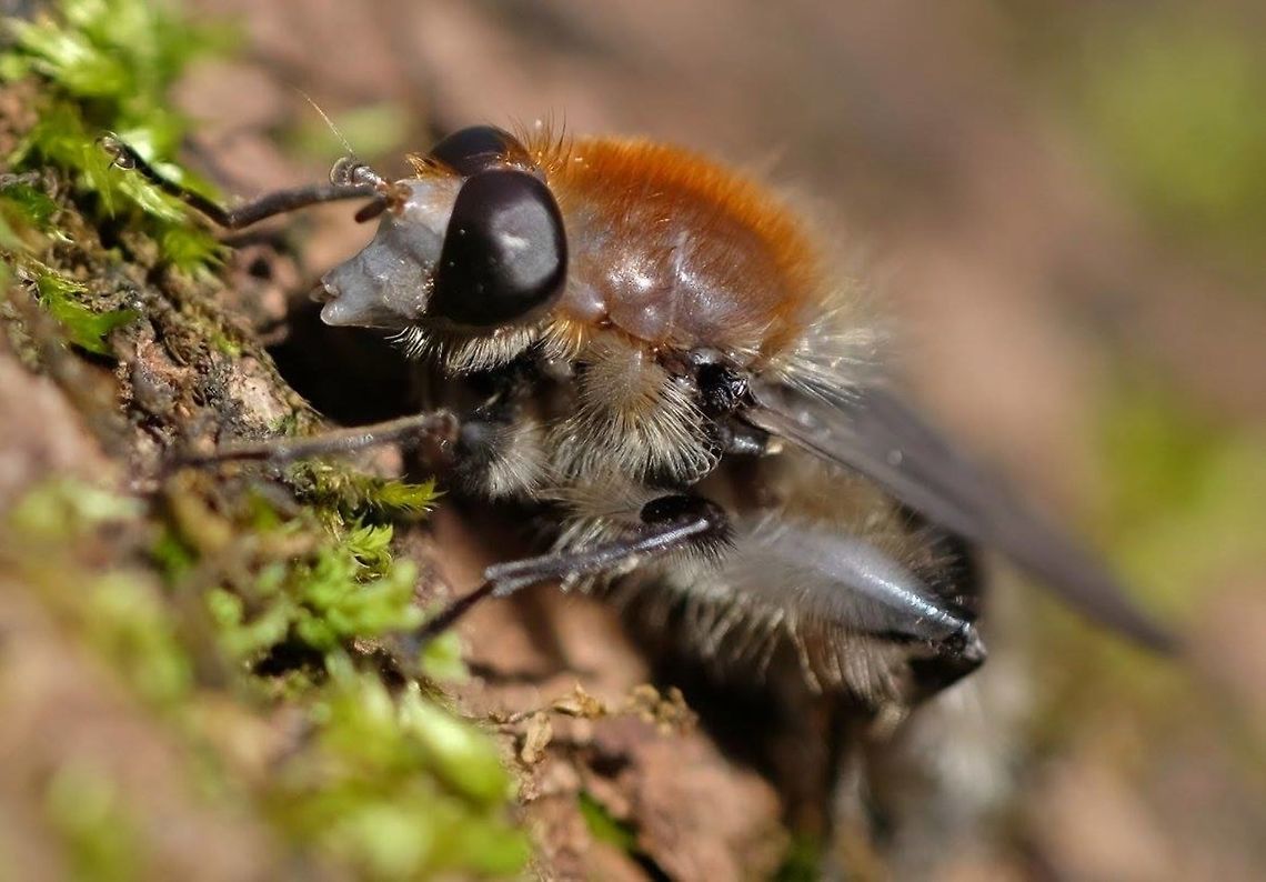 Brachypalpus alopex  Brachypalpus,Brachypalpus alopex,Geotagged,United States