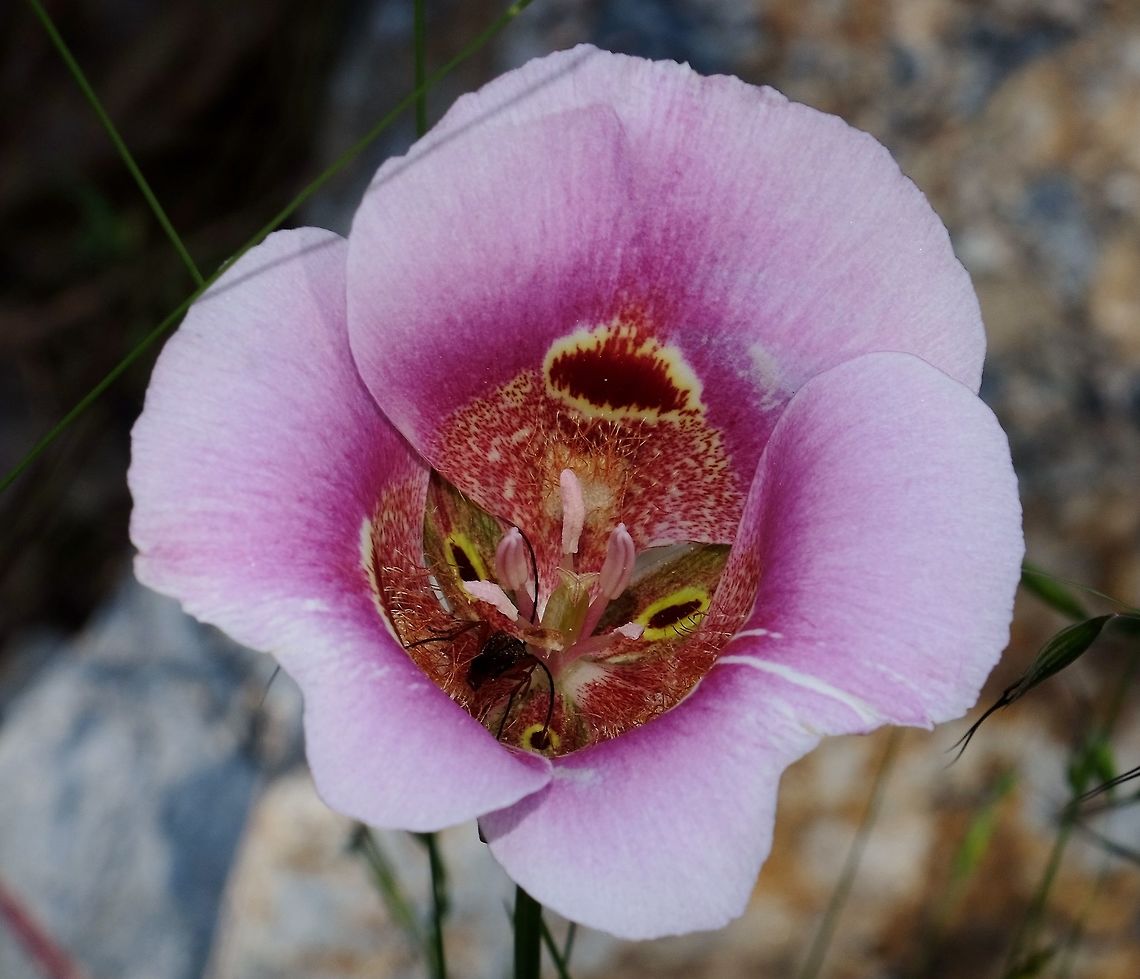 Butterfly mariposa lily Calochortus venustus Calochortus venustus,Geotagged,Lily,Spring,United States