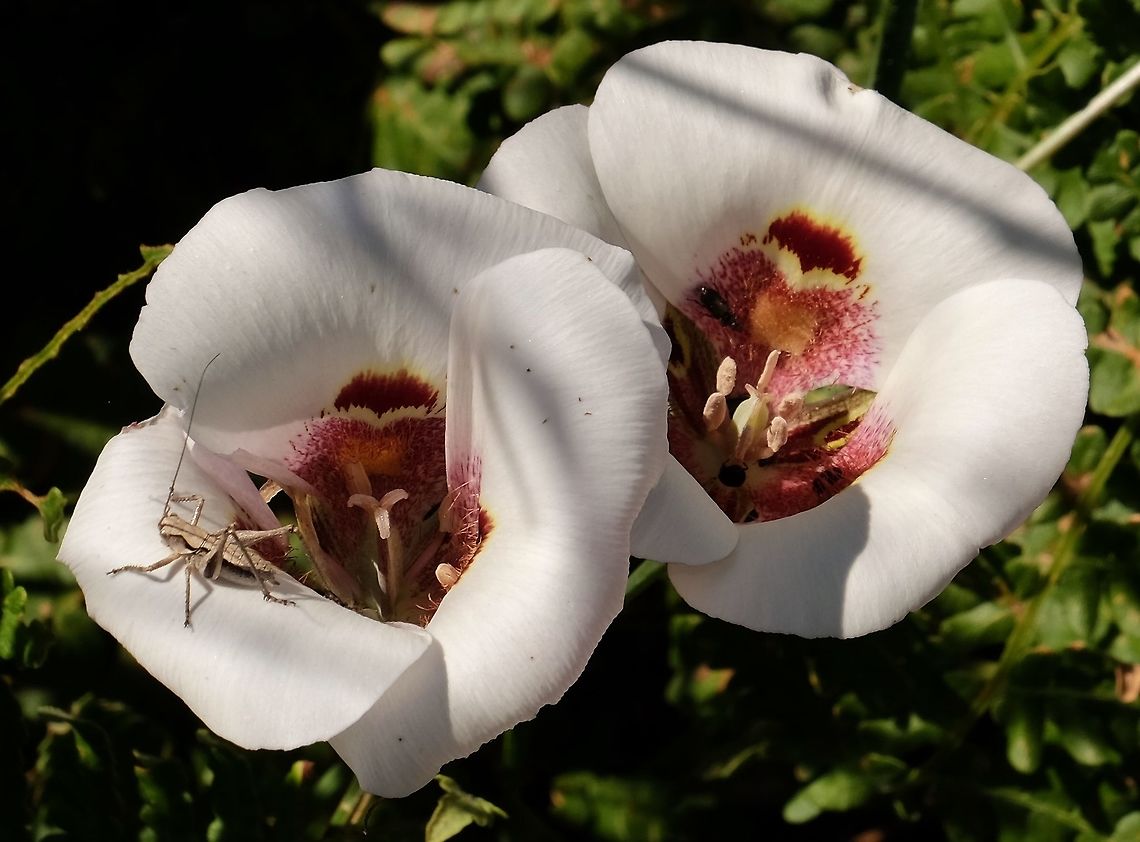 Butterfly mariposa lily Calochortus venustus Calochortus venustus,Geotagged,Mariposa Lily,Spring,United States