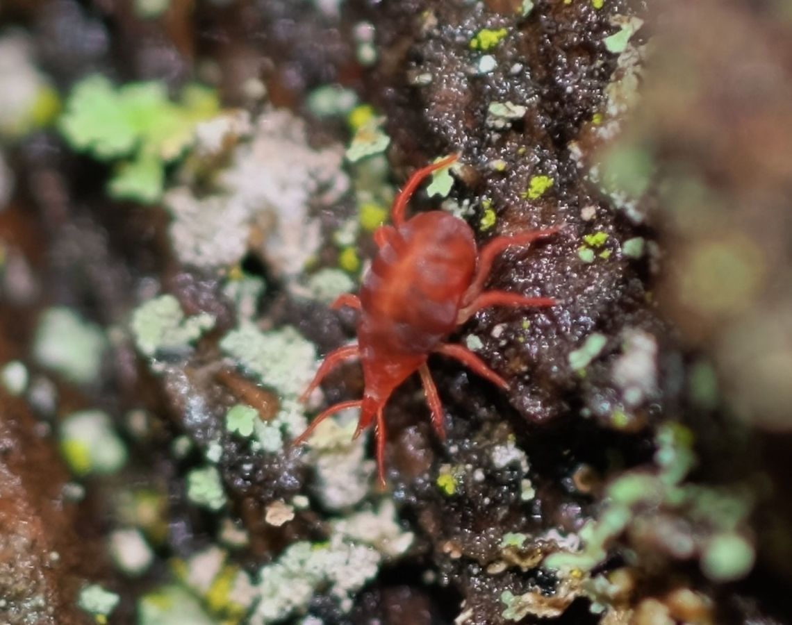 Snout mites-bdellidae  Geotagged,United States,Winter,snout mites