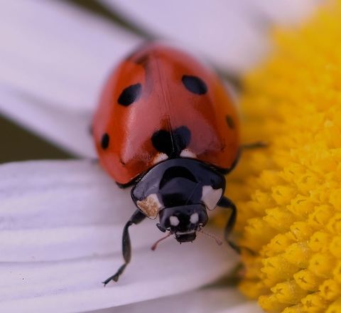 Seven-spot Ladybird. Coccinella septempunctata. Coccinella septempunctata,Geotagged,Lady bug,Spring,United States