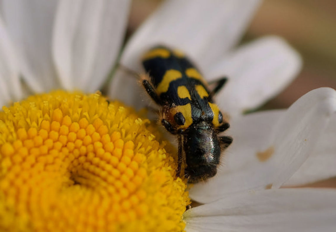 Ornate Checkered Beetle Trichodes ornatus Cleridae,Geotagged,Trichodes,Trichodes ornatus,United States