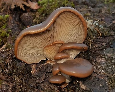 Oyster Mushrooms Pleurotus ostreatus. Geotagged,Oyster mushroom,Pleurotus ostreatus,United States,Wild mushrooms.,Winter