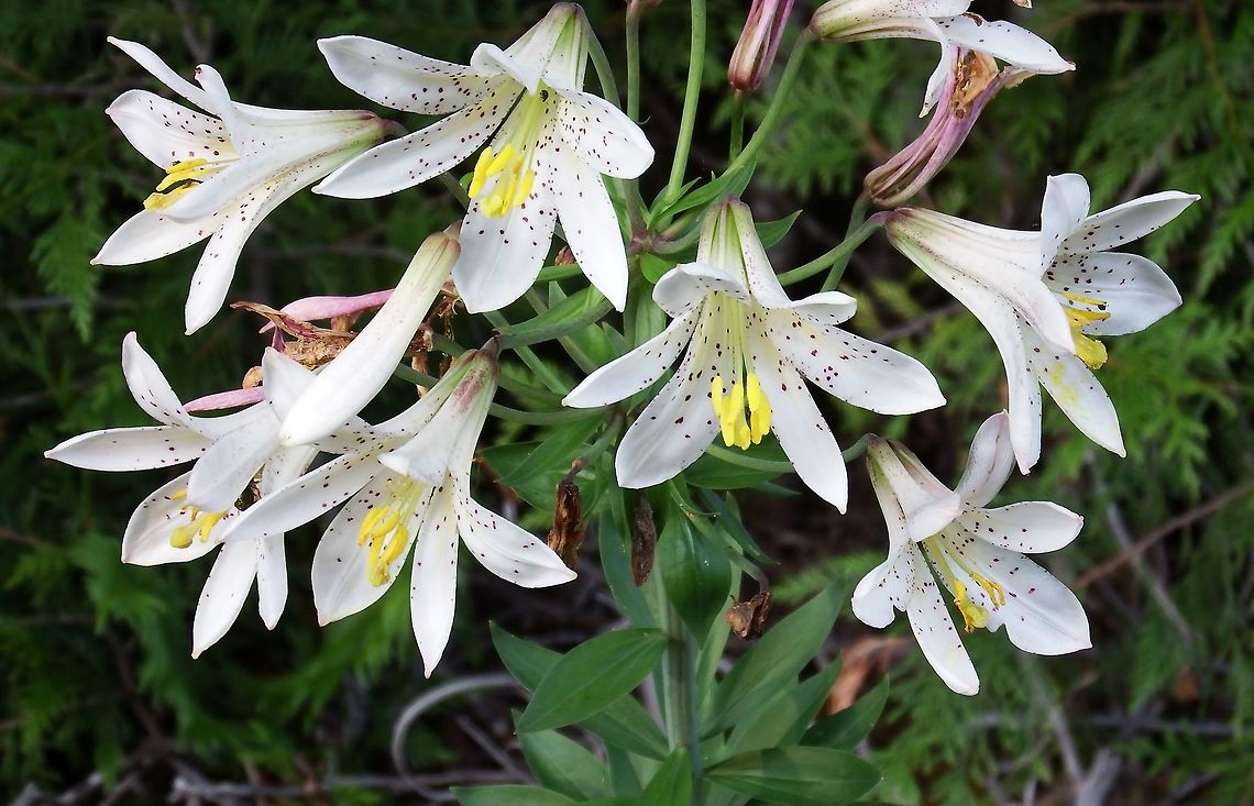 Mount Hood Lily Lilium Washingtonianum  Geotagged,Lilium washingtonianum,Lily,Summer,United States